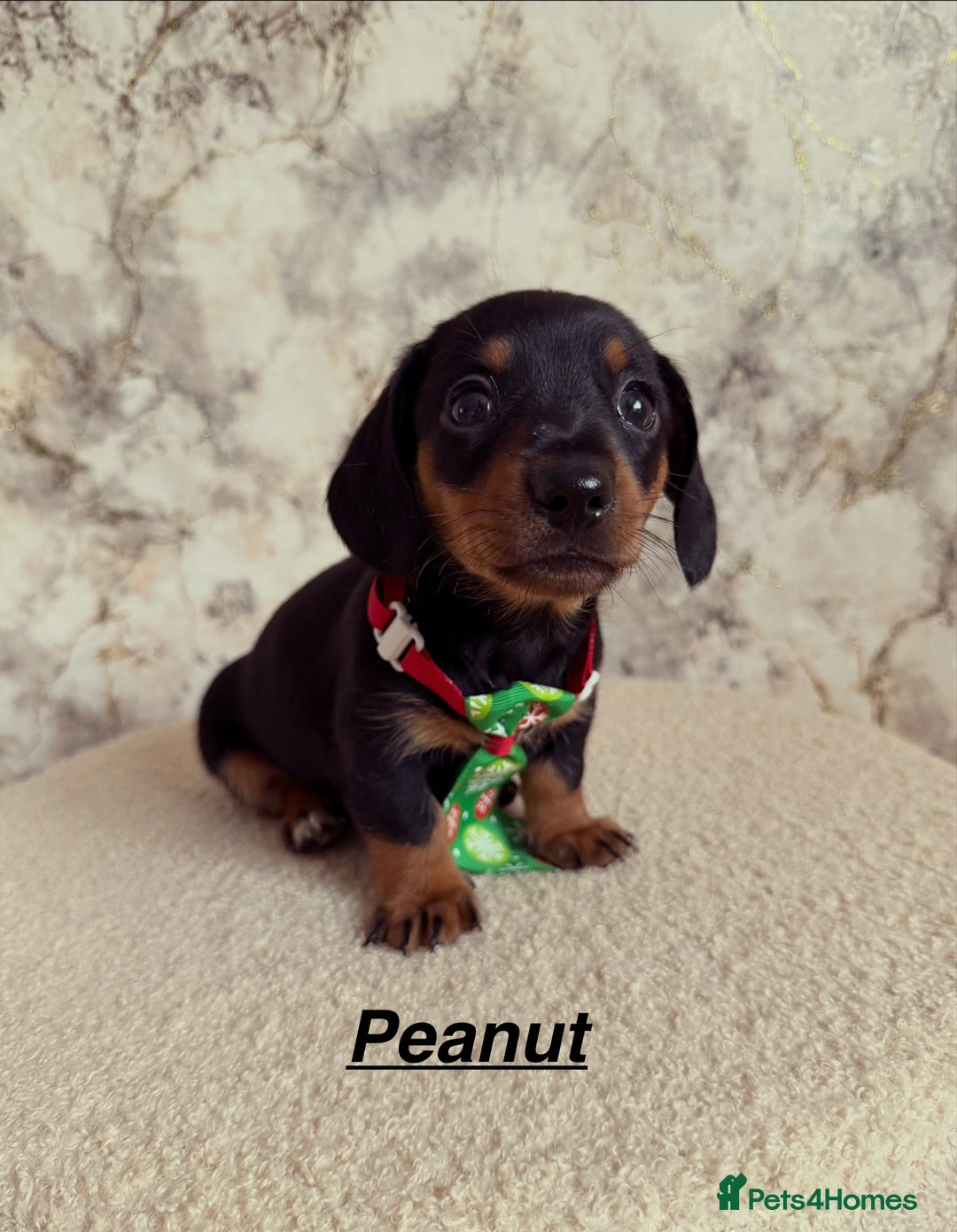 Miniature Dachshund dogs for sale: Miniature Dachshunds  - Advert 9