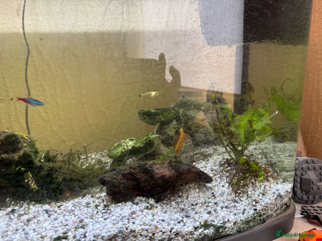 Other/Mixed Breed fish for sale: Tropical Fish Setup + 7 Fish - Image 4