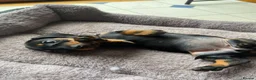 Miniature Dachshund dogs for sale: Miniature dachshund 3 boys 5 girls - Advert 19