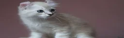 American Curl cats for sale: Pure American curl kittens  - Advert 17