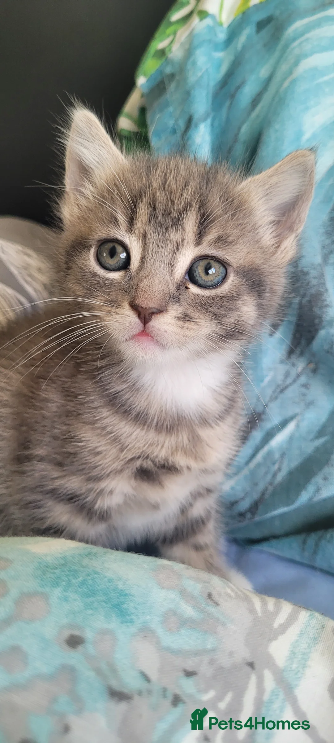 Mixed Breed cats for sale: Gorgeous,super friendly kittens  - Advert 1