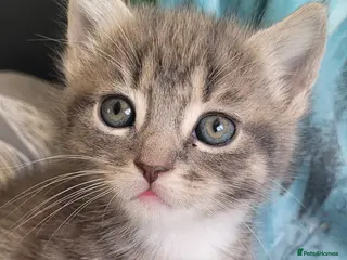 Mixed Breed cats Gorgeous,super friendly kittens - Advert 1