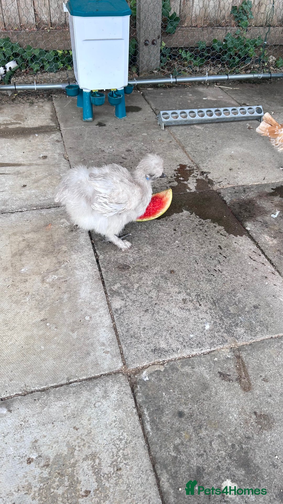 Chickens poultry for sale: White Silkie Cockerel - FTGH - Advert 2