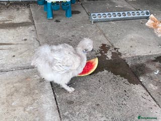 Chickens poultry White Silkie Cockerel - FTGH - Advert 7