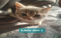 Mixed Breed cats for sale: 2 Fluffy Boys and 3 Gorgeous Girls READY NOW - Image 8