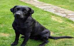 Labrador Retriever dogs for sale: Labrador Puppies for sale  - Image 5