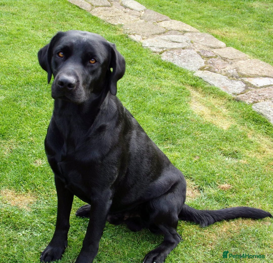 Labrador Retriever dogs for sale: Labrador Puppies for sale  - Image 5
