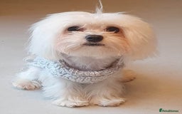 Maltipoo dogs for sale: TINY KOREAN F1 MALTIPOO PUPS - Image 7