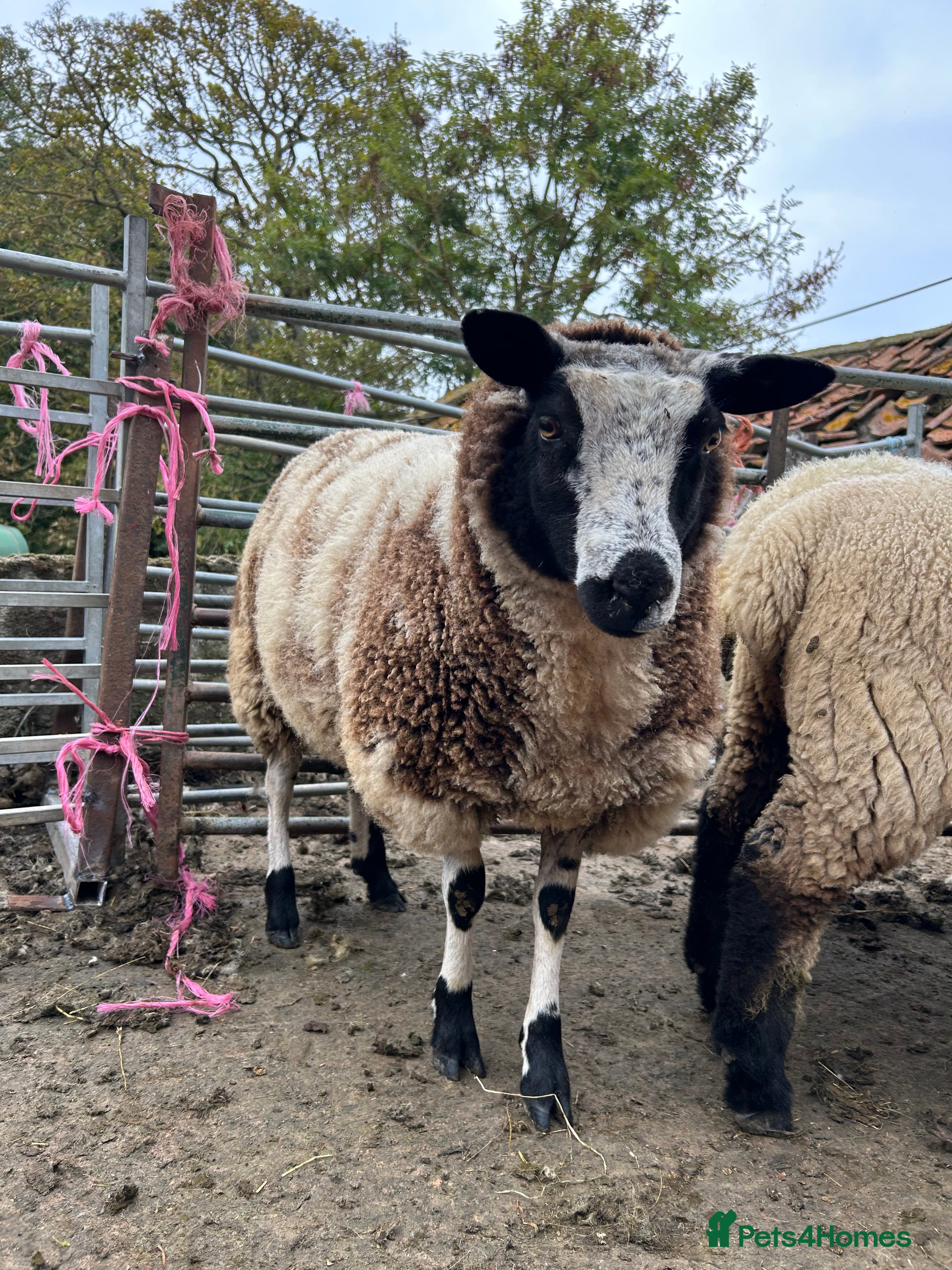 Sheep livestock Selection of graded Dutch spotted gimmer hoggs  - Advert 1