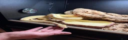 Python Snake reptiles for sale: Ball python with full set up - Advert 4