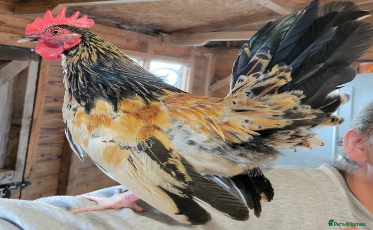 Chickens poultry - Advert 7