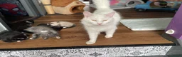 Mixed Breed cats for sale: Ghost & Pandora looking for forever homes - Advert 15