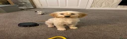 Cockapoo dogs for sale: 13 month old cockerpoo female  in Newton-le-Willows - Advert 1