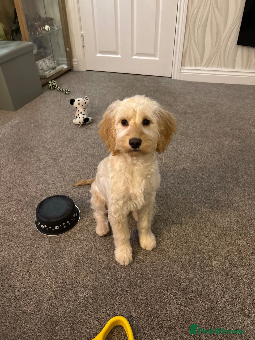 Cockapoo dogs for sale: 13 month old cockerpoo female  in Newton-le-Willows - Advert 1