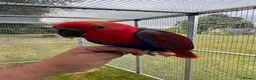 Parrots birds for sale: Hand reared Eclectus ready in 2 weeks! in Skipton - Advert 5