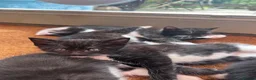 Mixed Breed cats for sale: Mixed Breed Tuxedo kittens  - Advert 9