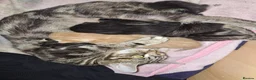 Mixed Breed cats for sale: 4 beautiful playful kittens ready for a new home!! - Advert 2