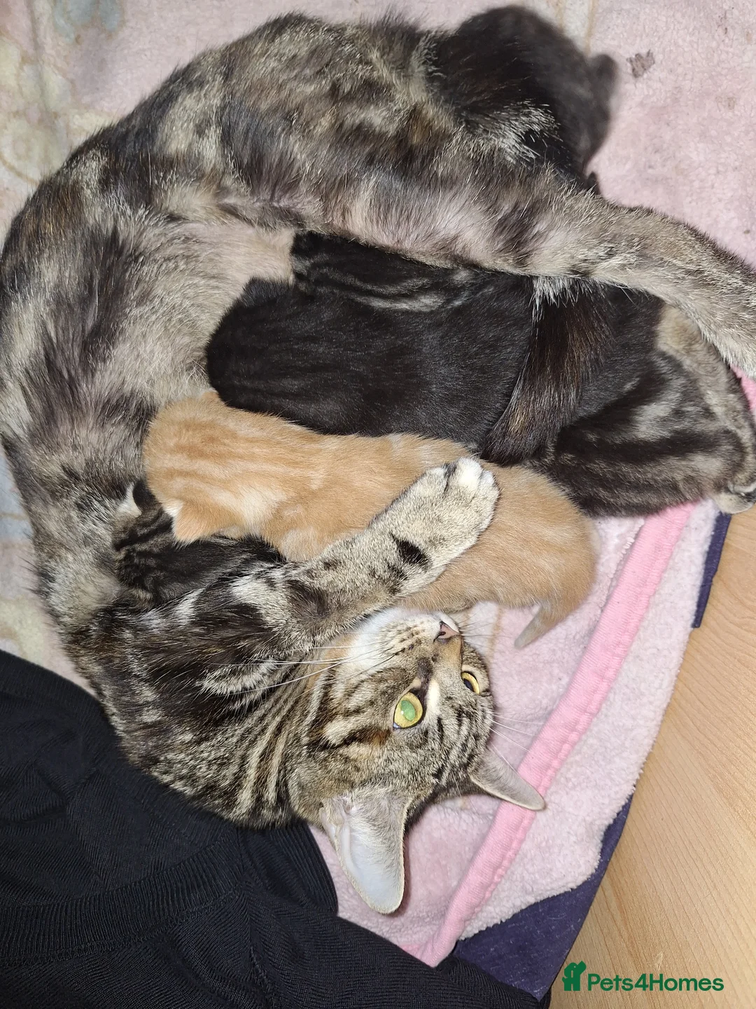 Mixed Breed cats for sale: 4 beautiful playful kittens ready for a new home!! - Advert 2