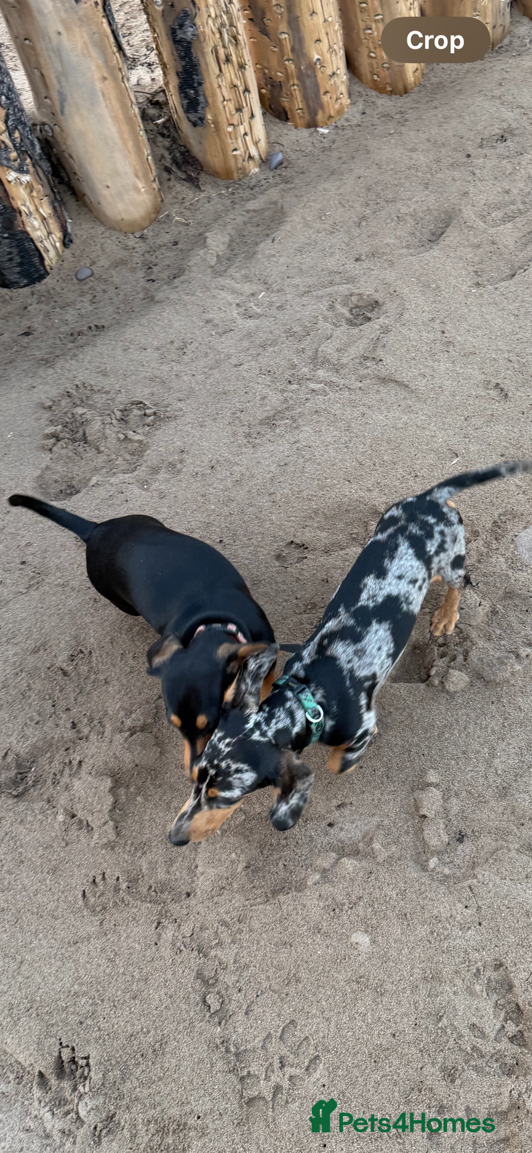 Miniature Dachshund dogs for sale: Male Silver Dapple Miniature Dachshund's  - Image 11