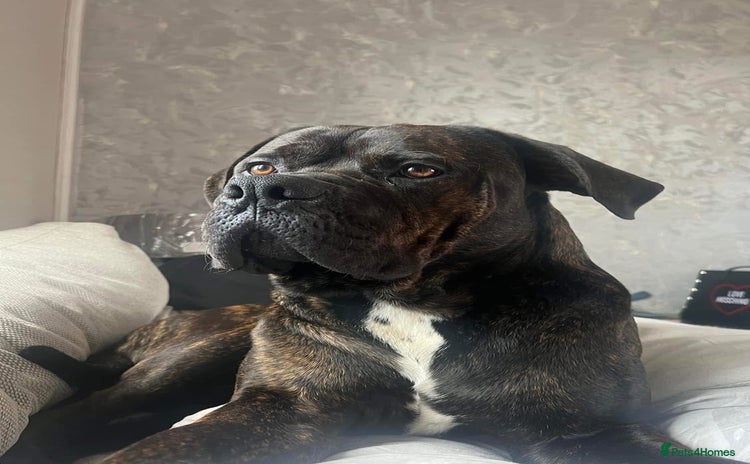 Cane Corso dogs - Advert 1