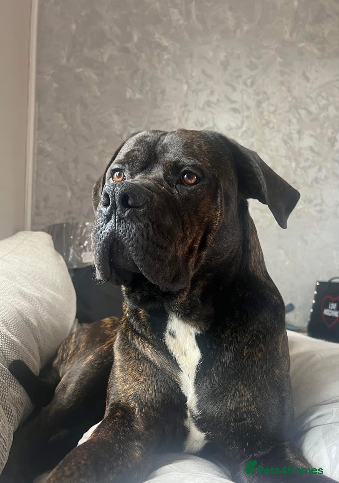 Cane Corso dogs for sale: Rusty the cane corso - Image 1