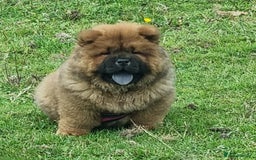 Chow Chow dogs for sale: KC uk registered chow chow puppies  - Image 3