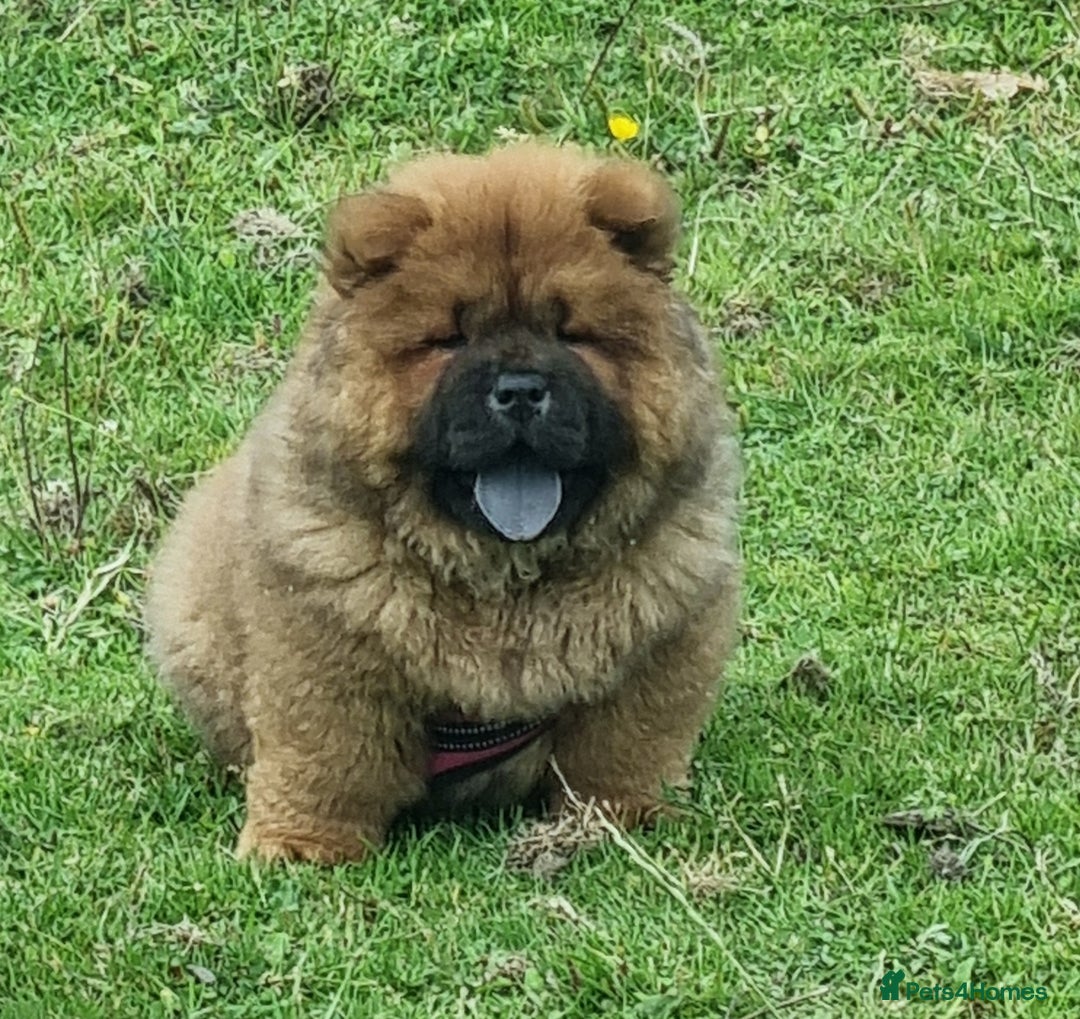 Chow Chow dogs for sale: KC uk registered chow chow puppies  - Image 3