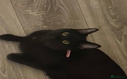 Mixed Breed cats for sale: Half maine coon,kittens for sale. - Advert 1