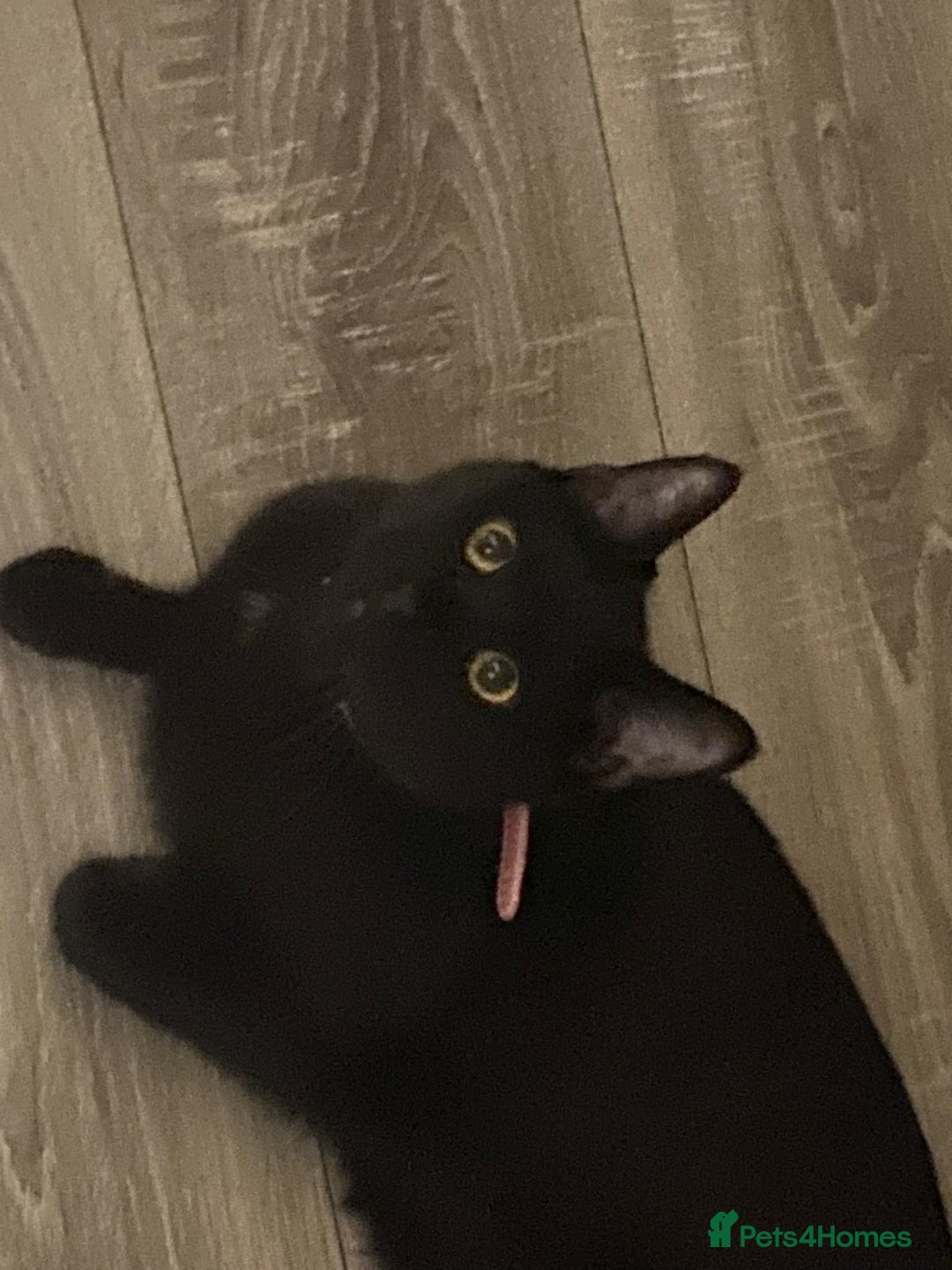 Mixed Breed cats for sale: Half maine coon,kittens for sale. - Advert 1