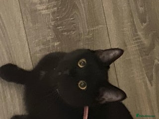 Mixed Breed cats Half maine coon,kittens for sale. - Advert 3