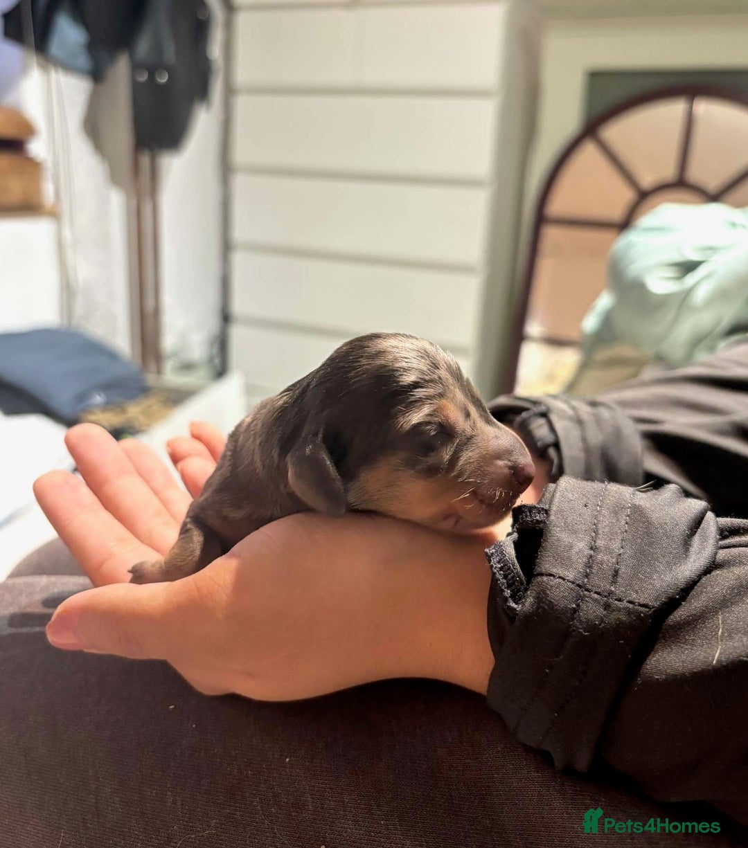 Dachshund dogs for sale: Beautiful Dachshund Puppies - Image 6