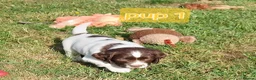 English Springer Spaniel dogs for sale: Fully health tested working springer spaniels  in Buckingham - Advert 14