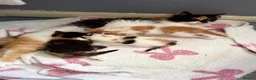 Mixed Breed cats for sale: Cute little kittens  - Advert 2