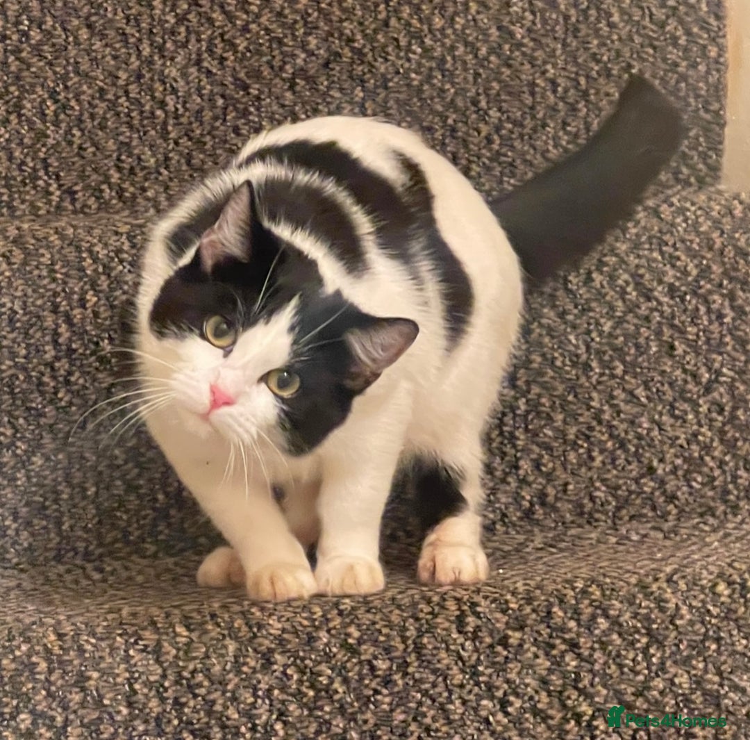 Mixed Breed cats for sale: Two beautiful kittens ready to leave - Image 13