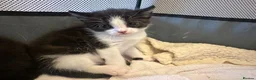 Mixed Breed cats for sale: Litter of Black & Black-and-White Kittens in Inverurie - Advert 3
