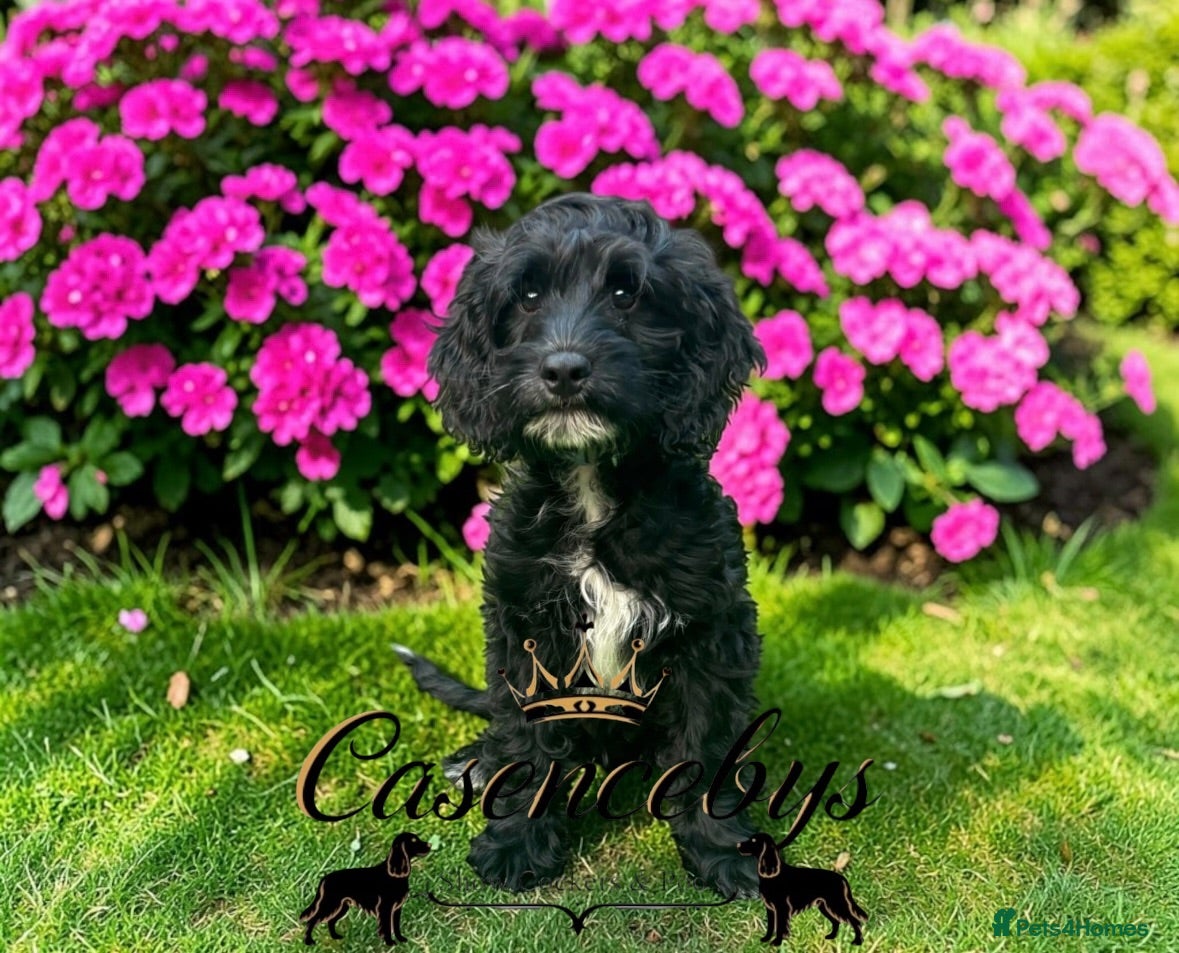 Cockapoo dogs READY NOW- TRAINED AND DNA CLEAR  - Advert 1