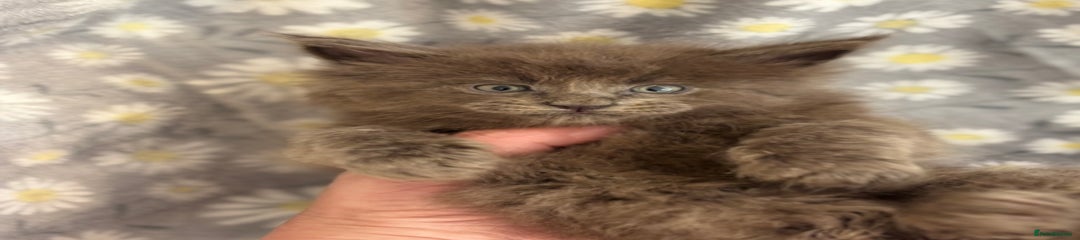 Maine Coon Kitten 3