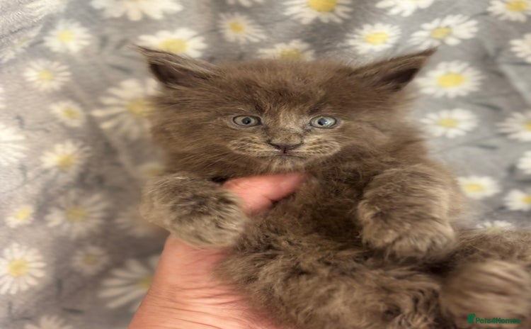 Maine Coon cats - Advert 3