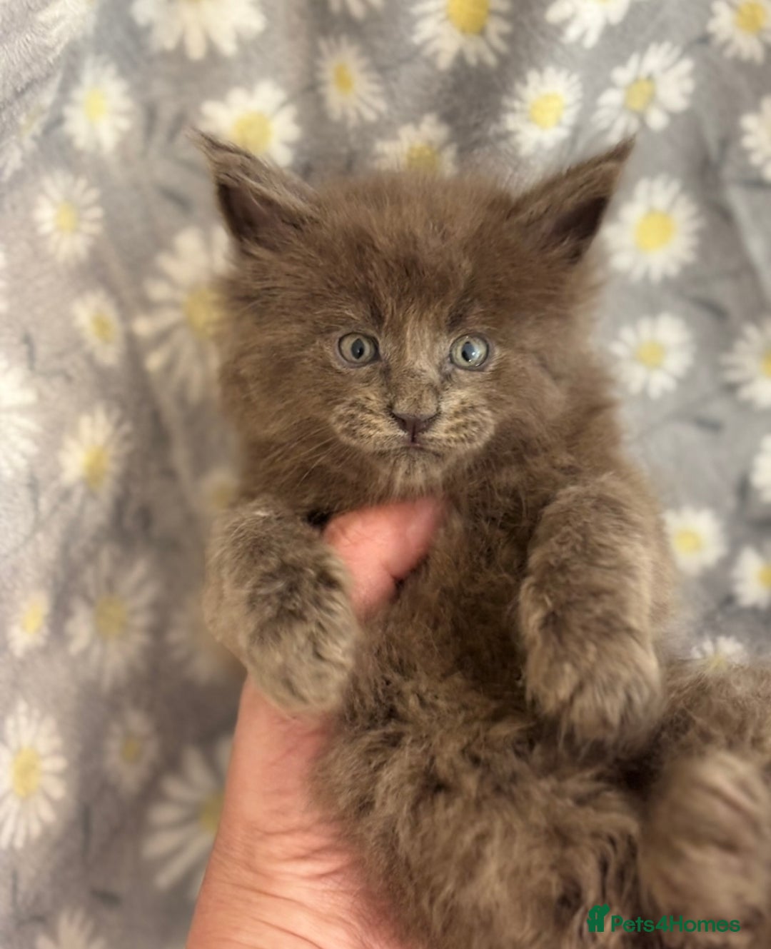 Maine Coon cats for sale: Maine coon kittens black grey brown tabby ready - Image 1