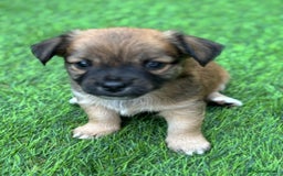 Mixed Breed dogs for sale: Jack Russell x chi puppies for sale  - Image 4