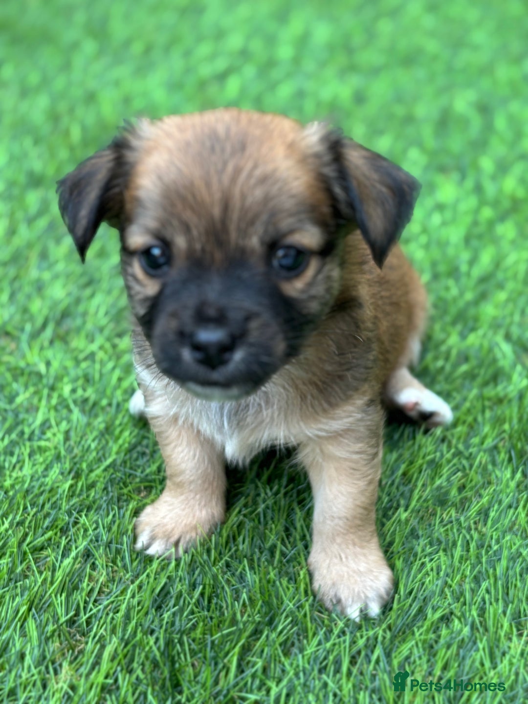Mixed Breed dogs for sale: Jack Russell x chi puppies for sale  - Image 4