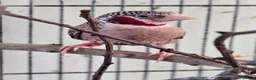 Finches birds for sale: 2 male star finches and 1 male cutthroat  - Advert 1