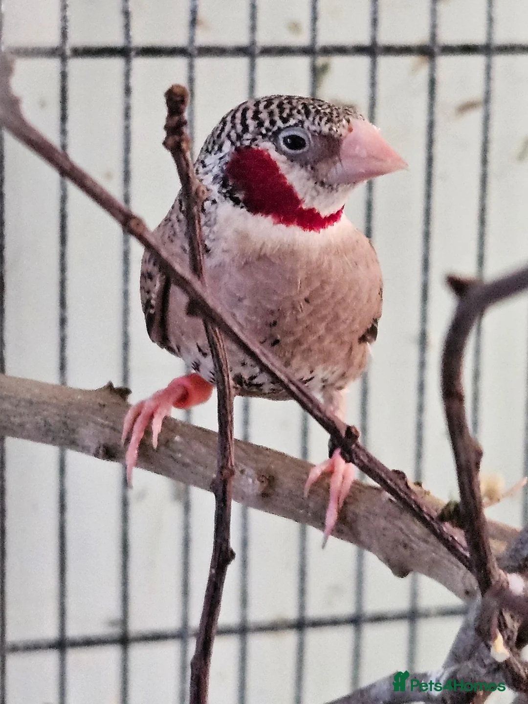 Finches birds for sale: 2 male star finches and 1 male cutthroat  - Advert 1