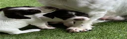 English Springer Spaniel dogs for sale: Striking Traditional English Springer Spaniel pups - Advert 3