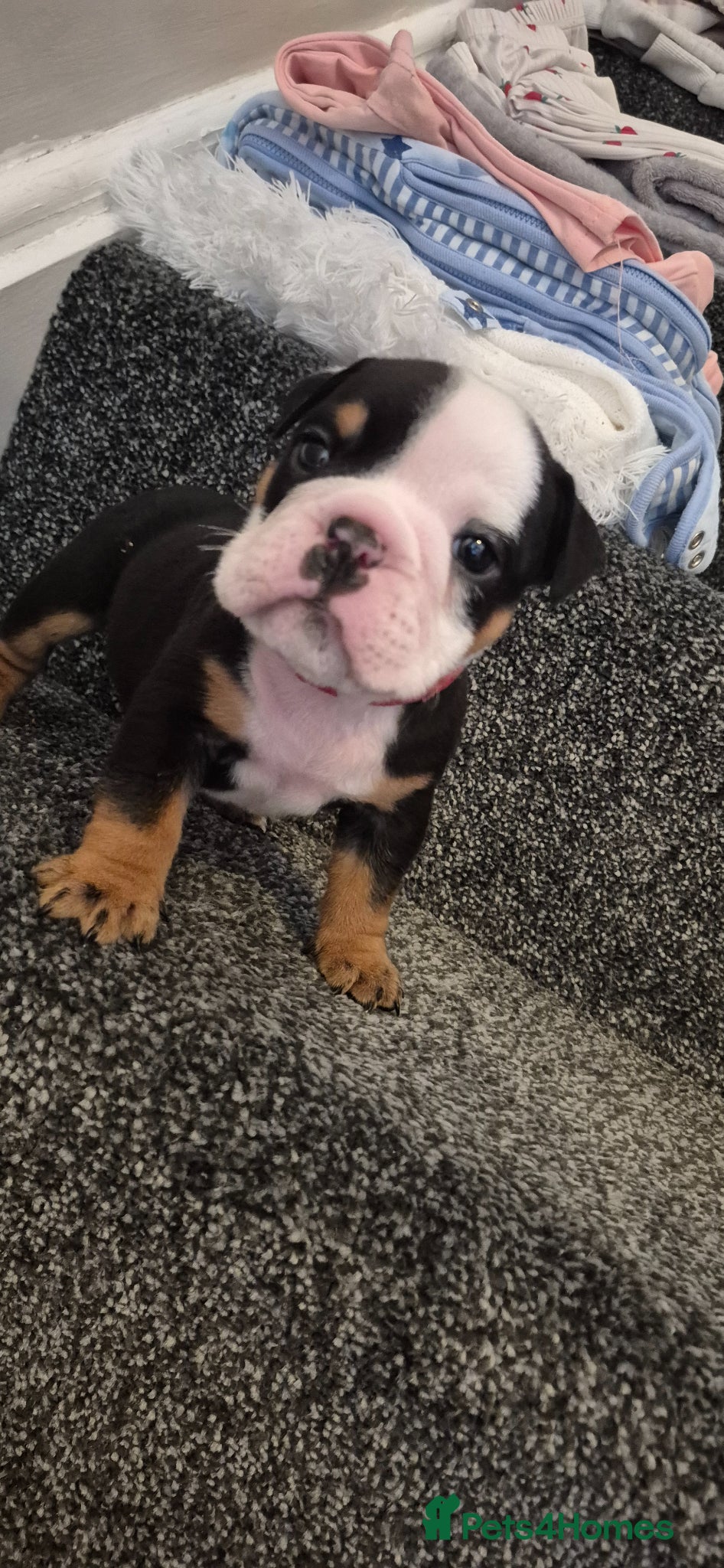 English Bulldog dogs Kc registered English bulldogs  - Advert 12