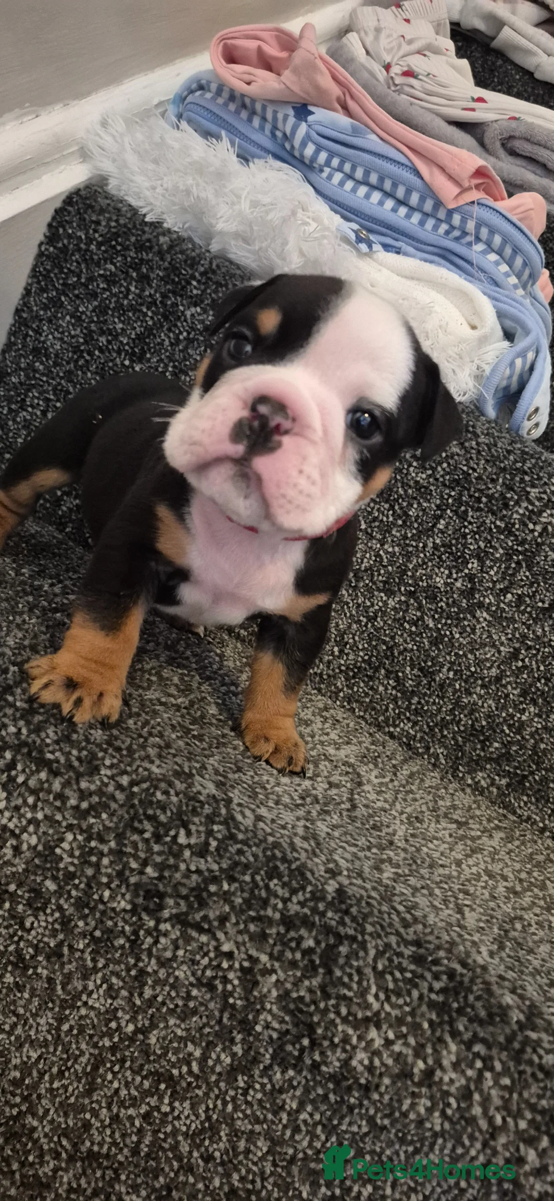 English Bulldog dogs for sale: Kc registered English bulldogs  in Plymouth - Advert 1