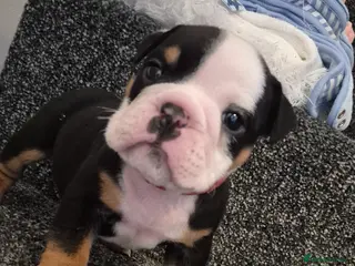 English Bulldog dogs Kc registered English bulldogs - Advert 8