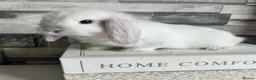 Mini Lop rabbits for sale: 🦋 Mini lop Babys 🦋 - Advert 4