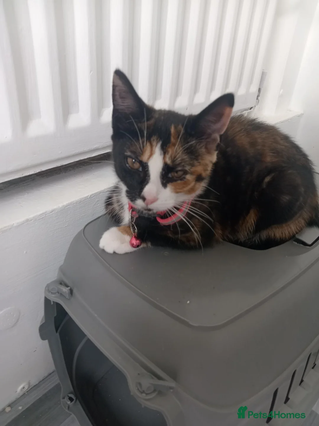 Mixed Breed cats for sale: Beautiful female kitten - Advert 2