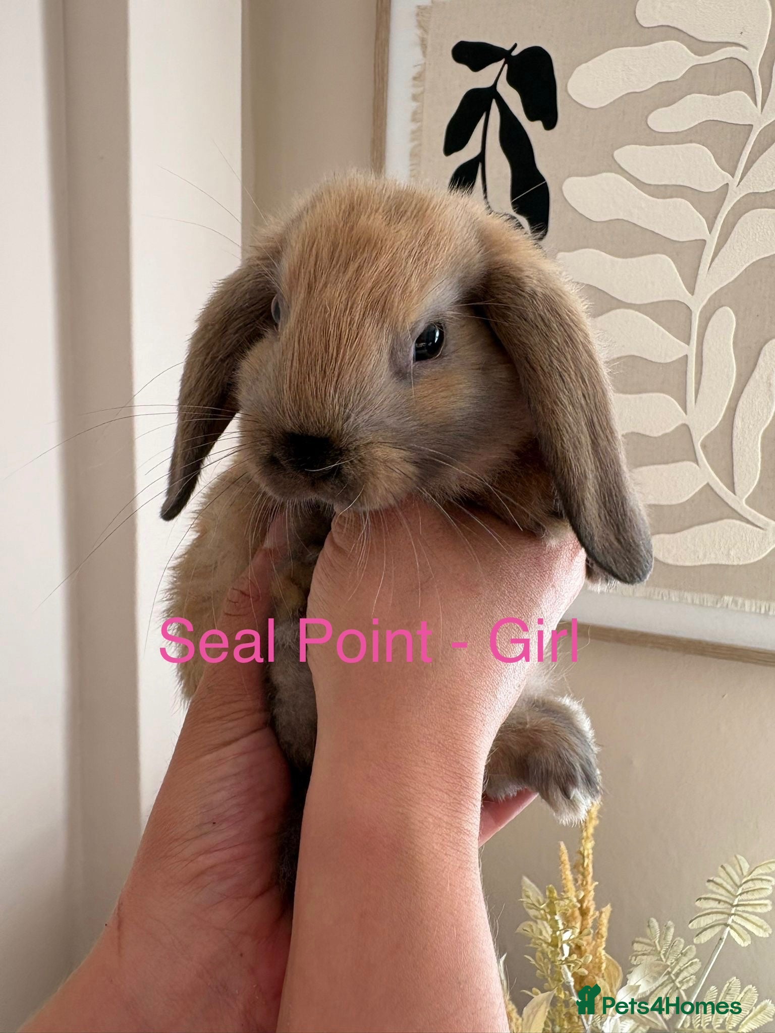 Mini Lop rabbits Beautiful Mini Lop Bunnies  - Advert 1